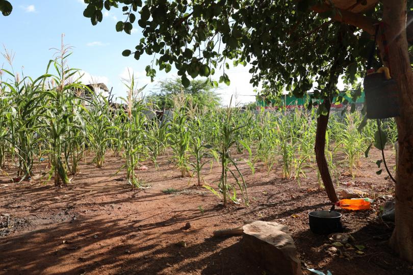 Iadan’s maize farm in her compound 