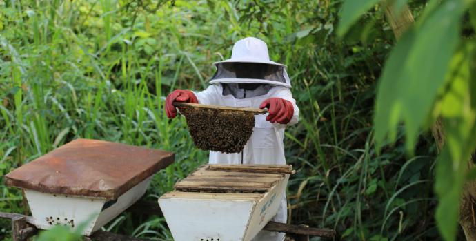 John checks his beehives at his apiary in Ntoroko. Alun McDonald / Save the Children