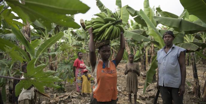 The family at work in the banana plantation. The family at home with the bananas they've grown. Hannah Maule-Ffinach / Save the Children