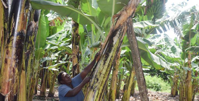 Loi in her plantation. Stella Nassolo / Save the Children